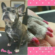 Warren London Polish Pen Bundle - Basics Dog Nail Polish