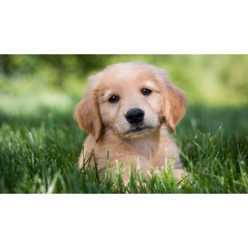 shuntebathandbody Fur Baby Shampoo/Conditioning 10oz Bottle