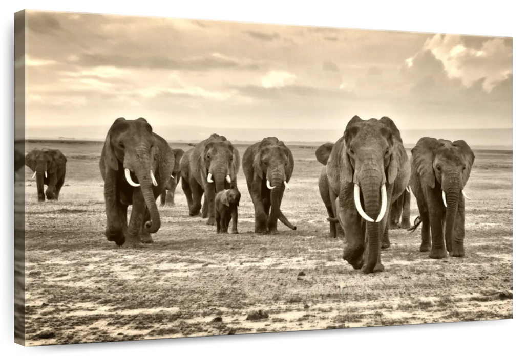 Herd Of Elephants Wall Art