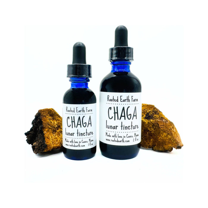 Maine Chaga Tincture