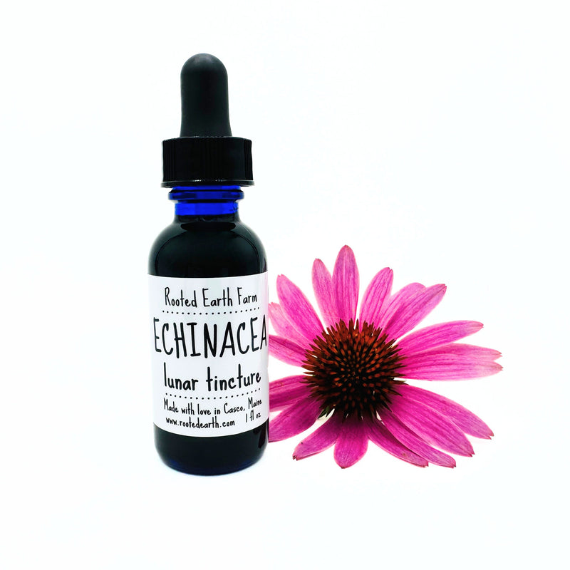 Rooted Earth Farm + Apothecary Echinacea Tincture Tinctures + Capsules