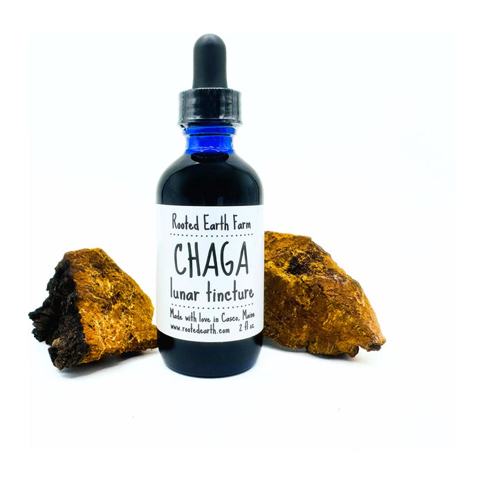 Maine Chaga Tincture