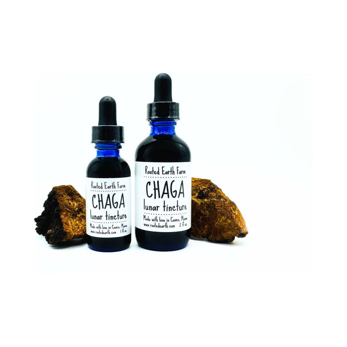 Maine Chaga Tincture