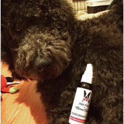 Warren London Wet Kiss Dog Cologne By Warren London - 2 Oz or 16 Oz Spa Product