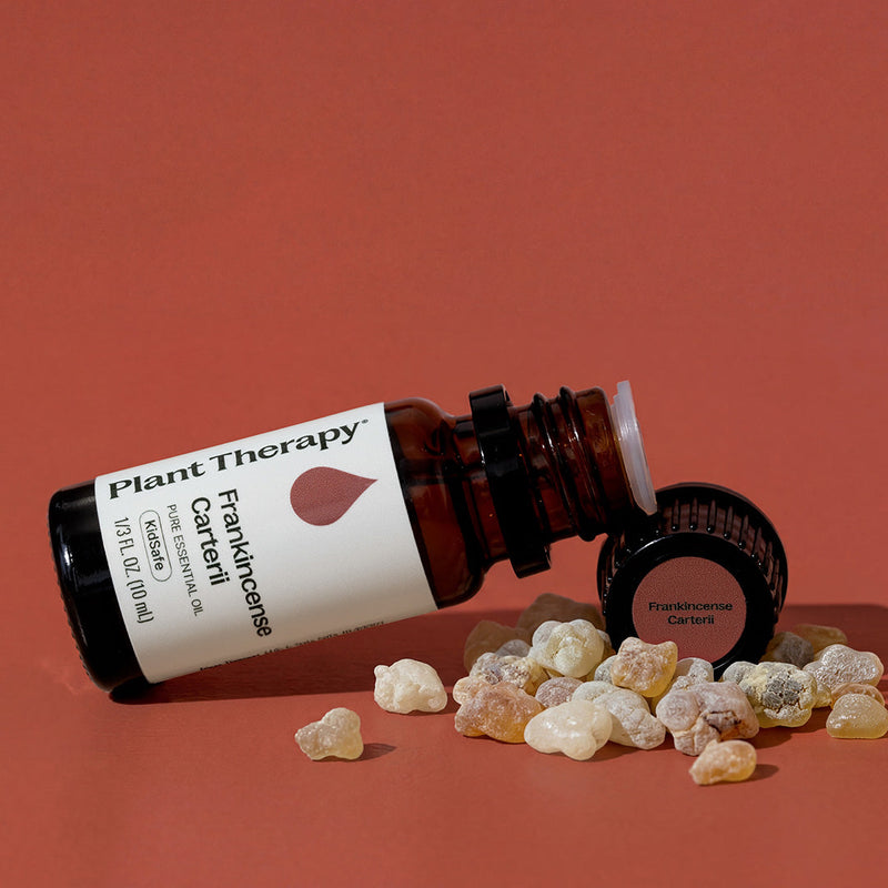 Plant Therapy Frankincense Carterii Essential Oil Essential Oil