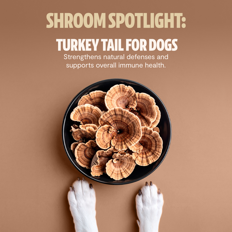 FreshCap Mushrooms Organic Mushroom Complex for Dogs Pet Treats