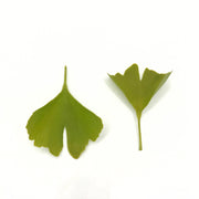 Rooted Earth Farm + Apothecary Ginkgo Tincture Tinctures + Capsules