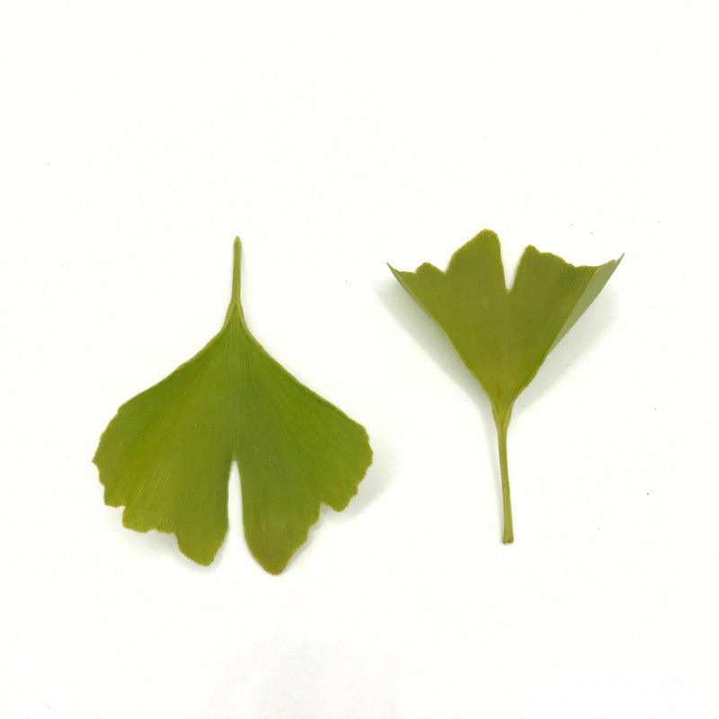 Rooted Earth Farm + Apothecary Ginkgo Tincture Tinctures + Capsules