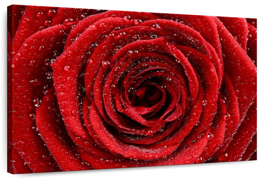 Damp Red Rose Wall Art