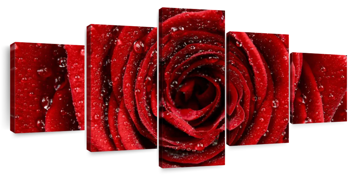 Damp Red Rose Wall Art