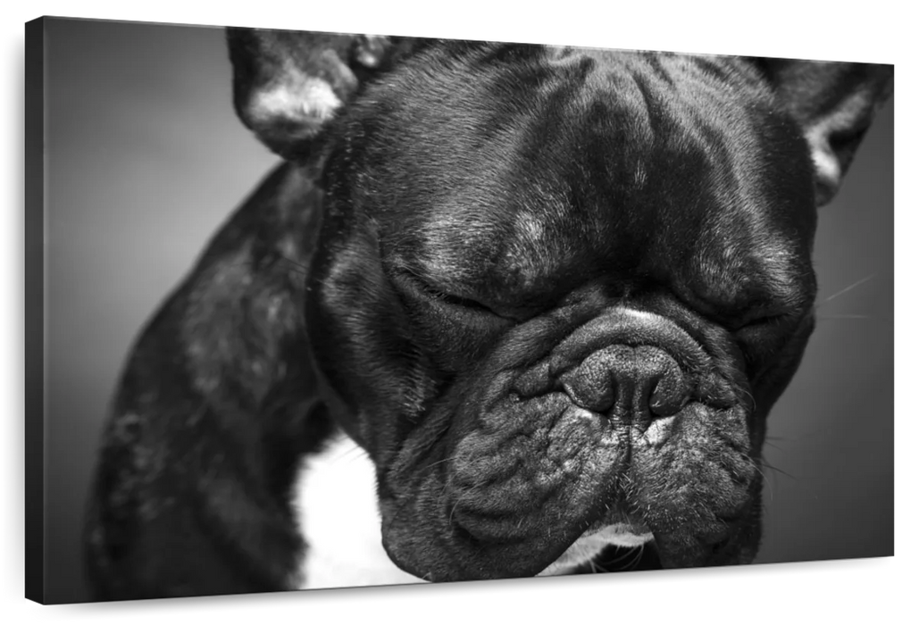 Melancholic French Bulldog Wall Art