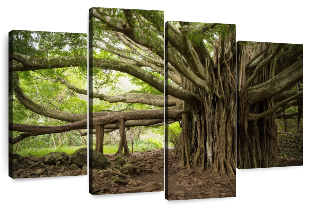 Banyan Tree Wall Art