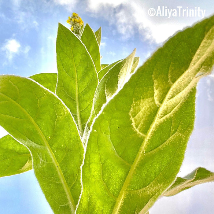 Alywillow Mullein Leaf Dried Herb