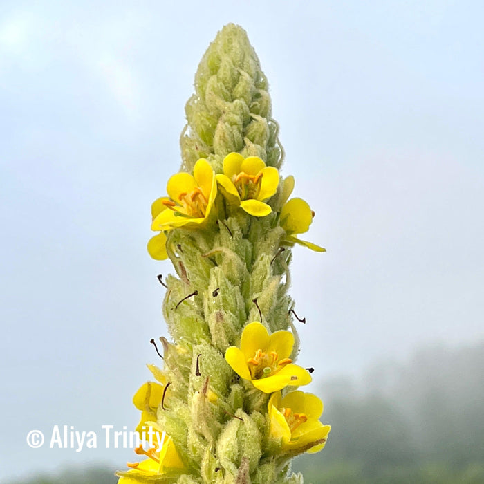 Alywillow Mullein Leaf Dried Herb