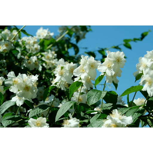 Meadow and Bark The Body Oil Skincare