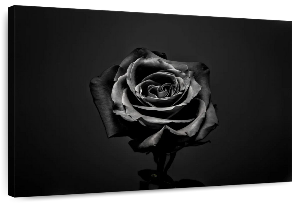 Black Rose Wall Art