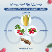 Snap Supplements Kidney Health - Buy 3, Get 2 FREE! hidden