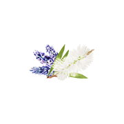 Rustic Strength Lavender & Tea Tree Essential Oil Blend Scenting Oil