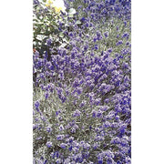 Heliotrope San Francisco Essential Oil - Lavender Essential Oil