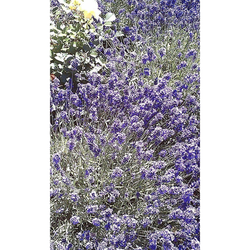 Heliotrope San Francisco Essential Oil - Lavender Essential Oil