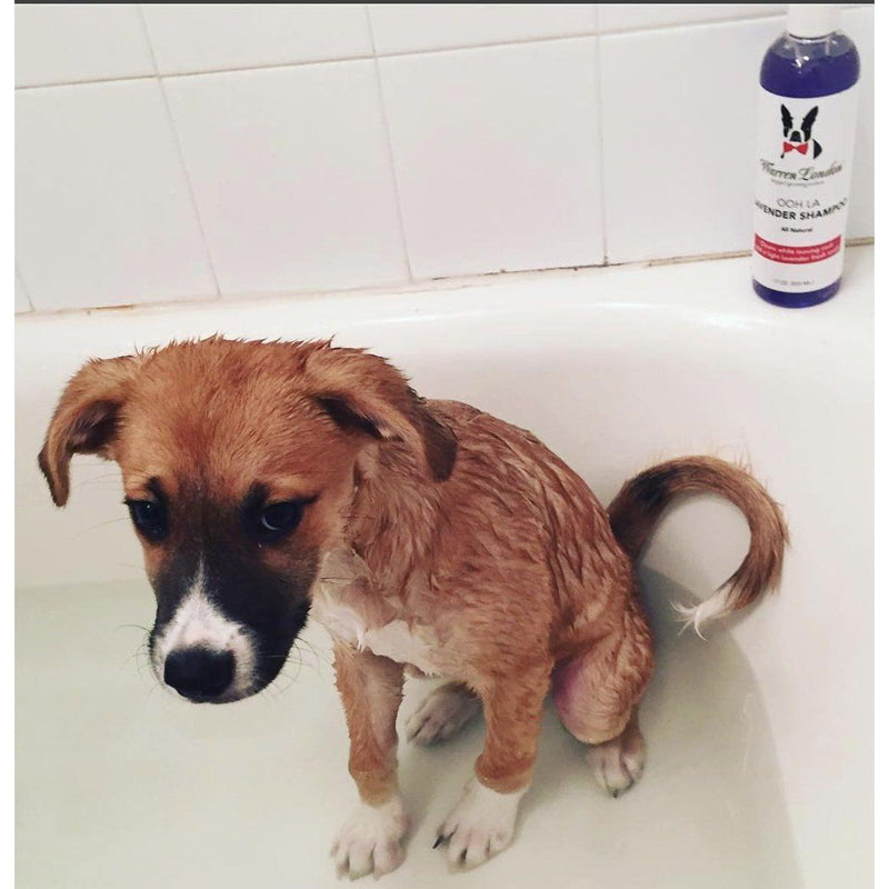 Warren London Calming Lavender Dog Shampoo w/Aloe Vera & Essential Oils Dog Shampoo