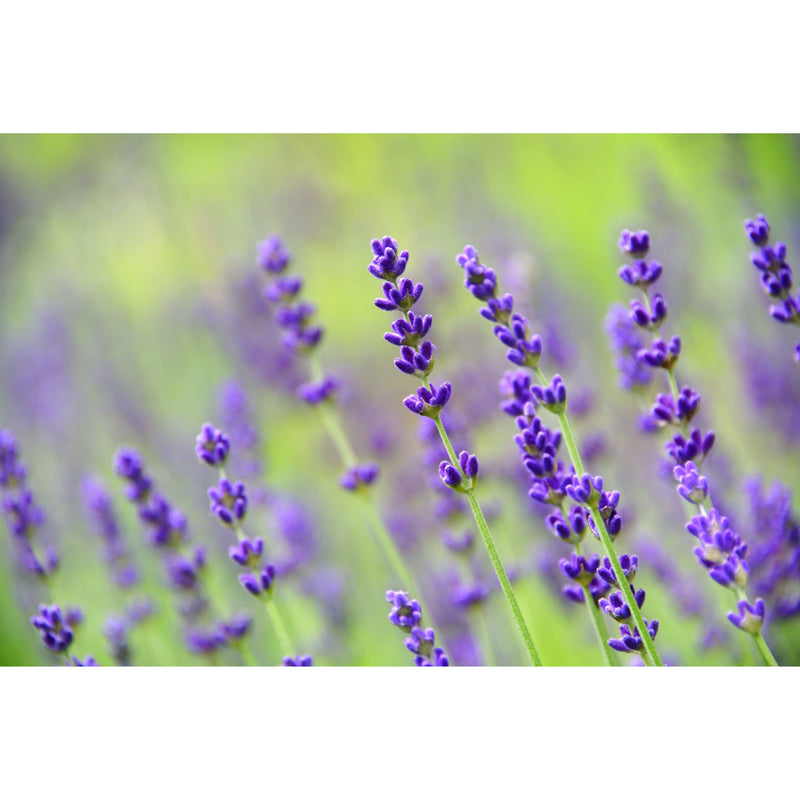 Meadow and Bark Brightening Essence Skincare