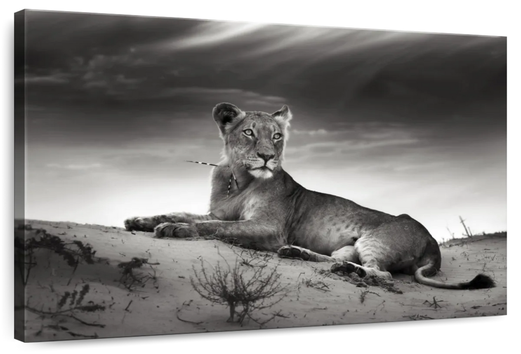 Lioness Wall Art