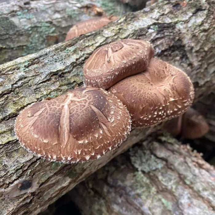 North Spore - Organic Shiitake Mushroom Outdoor Log Kit