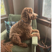 Ora's Amazing Herbal Pet Salve & Lavender Balm