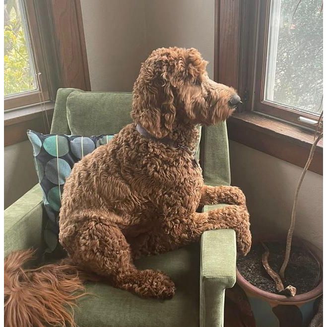 Ora's Amazing Herbal Pet Salve & Lavender Balm