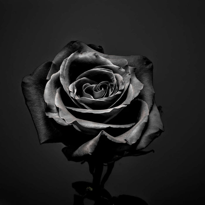 Black Rose Wall Art