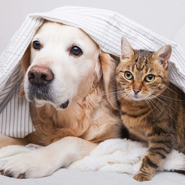 Cozy Dog And Cat Wall Art