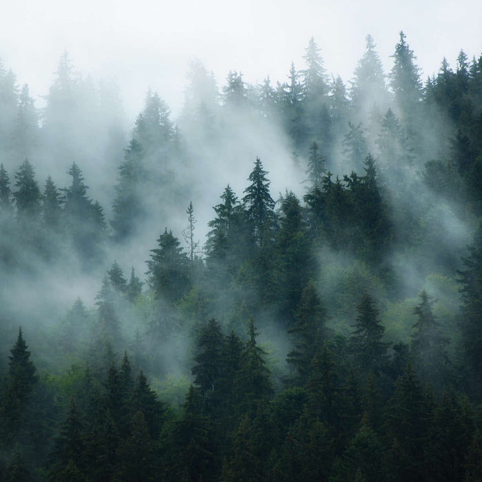 Misty Fir Forest Wall Art