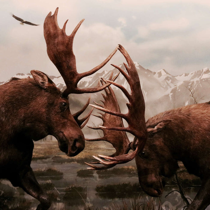 Moose Battle Wall Art