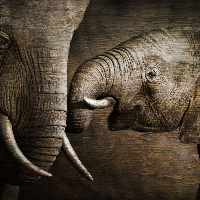 Affectionate Elephants Wall Art