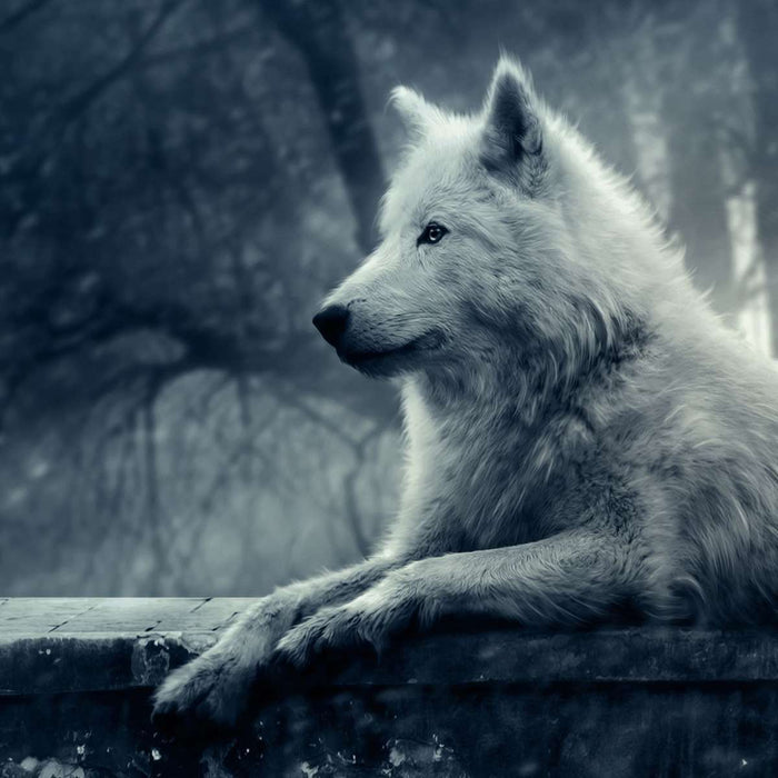 Arctic Wolf Wall Art