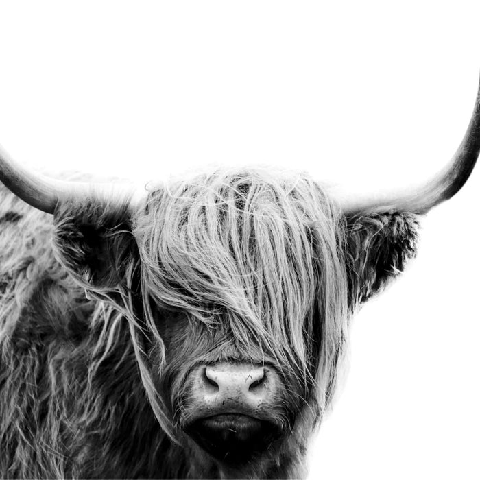 BW Highland Cow Wall Art