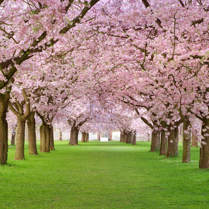 Cherry Blossom Trees Wall Art