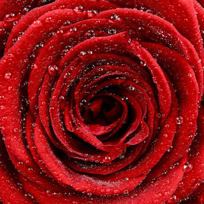 Damp Red Rose Wall Art