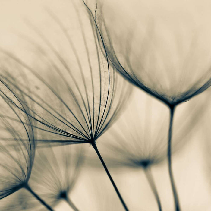 Dandelion Flower Seeds Wall Art