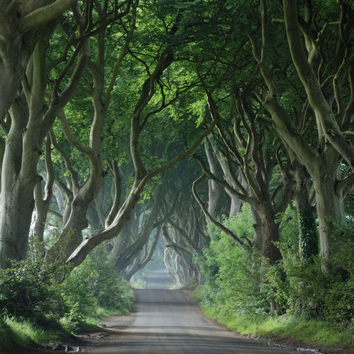 Dark Hedges Wall Art