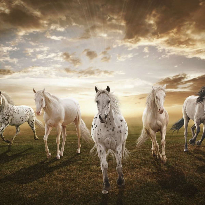 Dramatic White Horses Wall Art