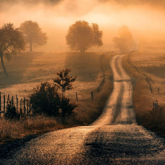 Field Of Fog Wall Art