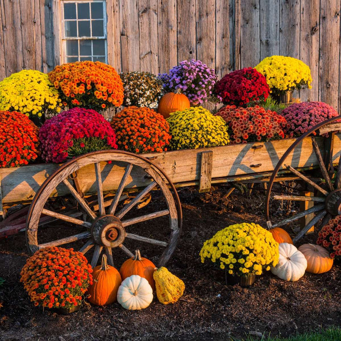 Flower Vending Stall Wall Art