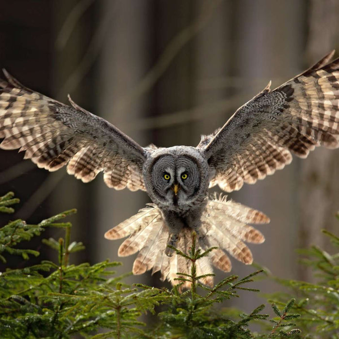 Flying Owl Wall Art