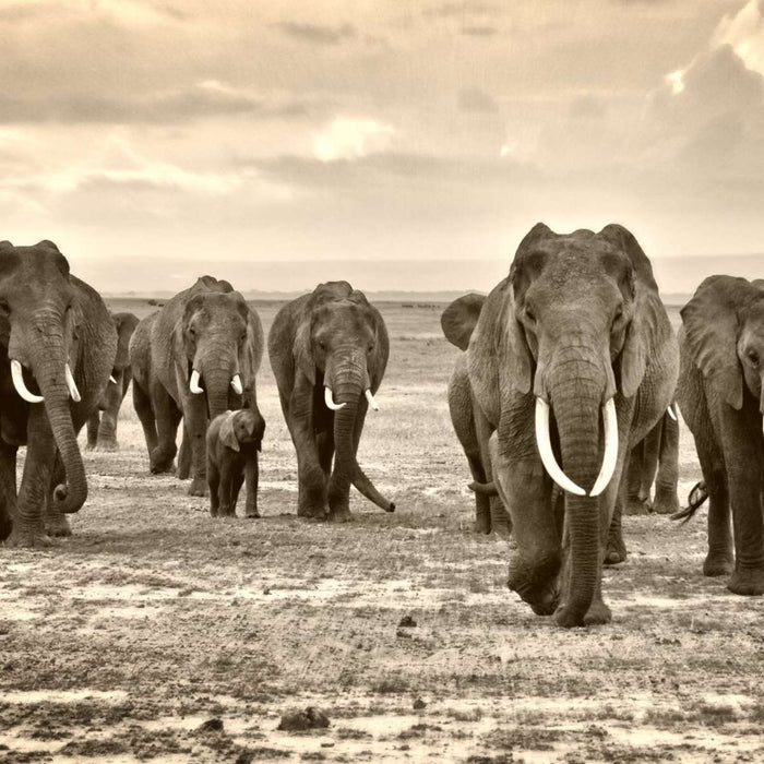 Herd Of Elephants Wall Art