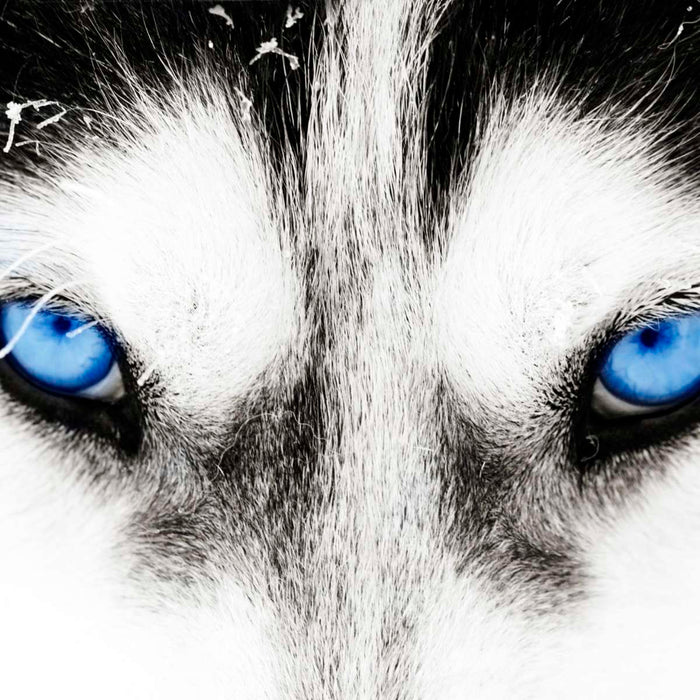 Husky's Eyes Wall Art