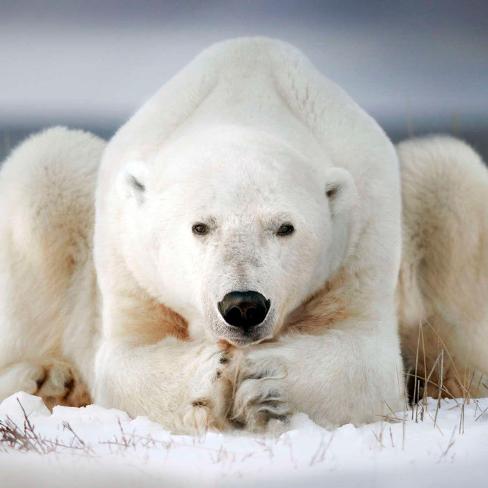 Yoga Polar Bear Wall Art