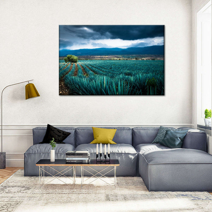 Agave Plantation At Morning Wall Art