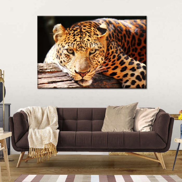 Leopard Gaze Wall Art